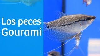 Acuario tropical · Peces Gourami 👨🏻 [upl. by Nickolai90]