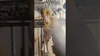 beepers smile 😂cockatielcraze music parrot birds [upl. by Slack889]