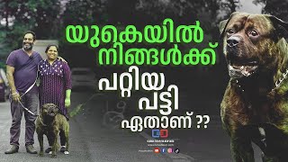 യുകെയിൽ Pet Dog മേടിക്കാൻ അറിയേണ്ട കാര്യങ്ങൾ  tieup petlover petdog petcare [upl. by Hajidahk]