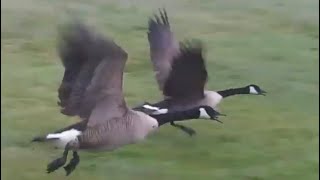 Canada geese flying away from the field [upl. by Aloysius509]