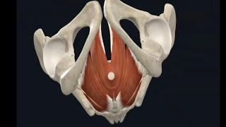 Surgical anatomy of Anal canal with Pelvic diaphragm [upl. by Lenod]