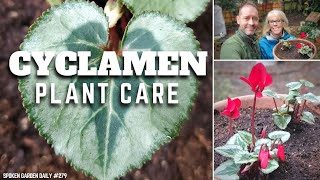 ✔ Cyclamen Plant Care  SGD 279 ✔ [upl. by Garvin935]