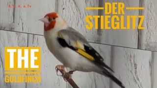 Der Stieglitz Einfach faszinierend Distelfink Goldfinch fascinatesEl Jilguero fascina Saka [upl. by Einon]