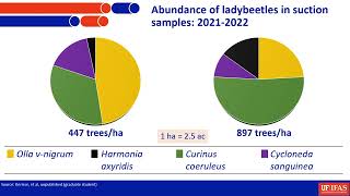 Beneficials for Management of ACP  Predators Parasitoids Entomopathogens [upl. by Kevyn]