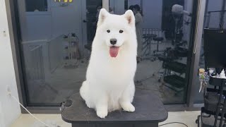 We went to the most famous dog groomer in Korea [upl. by Ahsiyt]