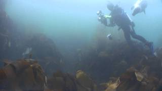 Grey seals on Lundy Island [upl. by Faydra]