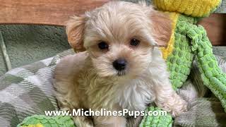 Gorgeous Morkie Pups In Florida [upl. by Eneloc178]