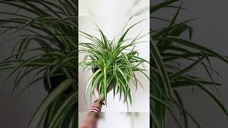 Best houseplants houseplants indoorplantlover [upl. by Colp]