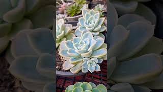 Echeveria fantomesuculentafacilcultivo💚💚 [upl. by Yv965]