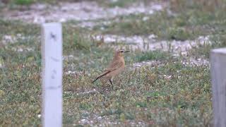 Izabeltapuit Isabelline Wheatear Oenanthe isabellina [upl. by Ellenaj969]