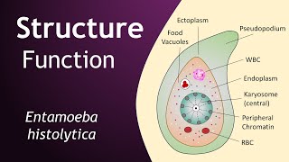 Entamoeba histolytica  Structure and Function  Parasitology  Basic Science Series [upl. by Neeleuqcaj]