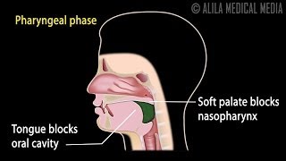 Swallowing Reflex Phases and Overview of Neural Control Animation [upl. by Eiramlehcar]