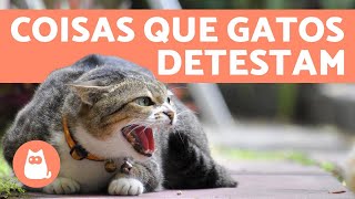 10 COISAS QUE OS GATOS ODEIAM e você deve EVITAR 😾 [upl. by Lelia]