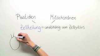 ENDOSYMBIONTENTHEORIE  ENTSTEHUNG DER CHLOROPLASTEN UND MITOCHONDRIEN  Biologie [upl. by Ojiram]