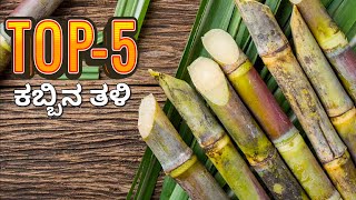 ಹೆಚ್ಚು ಇಳುವರಿ ಕೊಡುವ ಕಬ್ಬಿನ ತಳಿಗಳು sugarcane agriculture farming kabbu [upl. by Ahselak814]