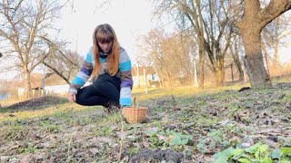 Garlic mustard Alliaria petiolata picking and cooking [upl. by Yornek463]