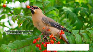 How does Cedar Waxwing sound Song  Voice Chatter Calls [upl. by Anen]