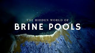 The Secret Life of Brine Pools [upl. by Neirol]