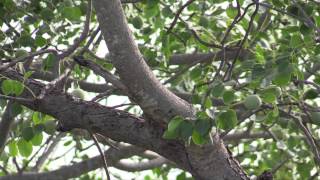 African Botanics Marula Skincare  Under the Marula Trees [upl. by Suoirad109]