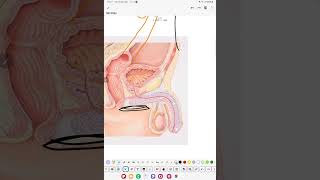 Causas Microbiologicas de las PROSTATITIS  CISTITIS Microorganismos Normales y Patógenos [upl. by Ytsirt638]