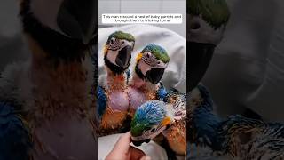 This man rescued a nest of baby parrots and brought them to a loving home animalshorts [upl. by Alamaj]