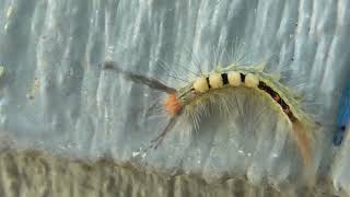 Whitemarked Tussock Moth Caterpillar [upl. by Chae56]