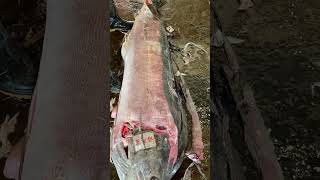 Watch How This Pro Scales a Massive Marlin in Seconds marlin scale skills [upl. by Yeltsew]