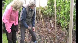 Pruning Autumn Raspberries [upl. by Sue578]