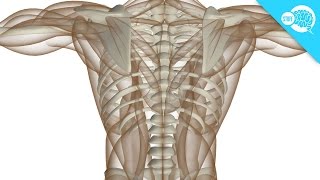 How Do We Grow Hard Bones From Soft Tissue [upl. by Haroldson]