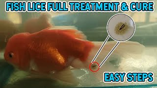 Argulus Fish Parasite  How To Remove From Goldfish  Full Treatment In Easy Steps  No Chemical [upl. by Larisa978]