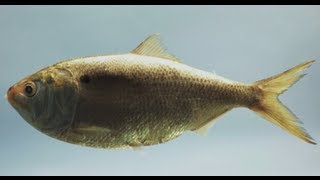 Help Save Menhaden Quite Possibly the Most Important Fish in the Sea  Pew [upl. by Rodrich128]