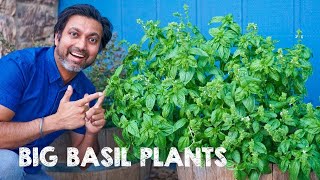 5 Tips to Grow Big Bushy Basil Plants [upl. by Rosenthal]