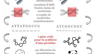 Révision ADN métabolisme cellule [upl. by Zat]