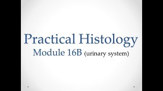 Practical Histology  Module 16B Urinary system  Assessment [upl. by Charters794]