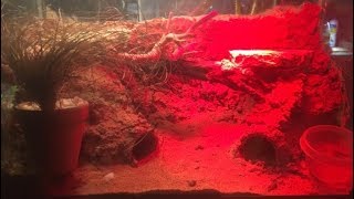 Alligator lizard abronia mixteca amp emerald swift new cage amp update [upl. by Abram931]