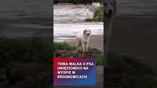 Trwa walka o psa uwięzionego na wyspie w Krosnowicach służby robią co w ich mocy pies powódź [upl. by Krock]