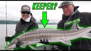 ULTIMATE Columbia River Keeper Sturgeon Fishing BEATDOWN  Addicted Life Ep 42 [upl. by Eihtak]