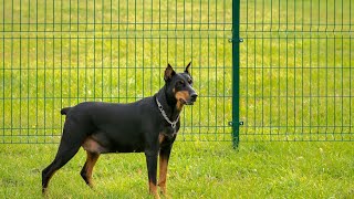 Top 5 Secrets for Healthy Doberman Ears [upl. by Otecina]