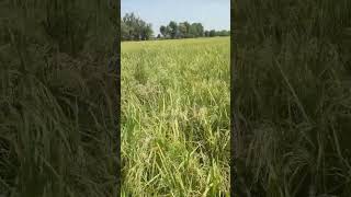 धान में BPH भूरा माहू के अटेक का नियंत्रण व उपाय farming  Desi Kisan Agro Farm [upl. by Evey]