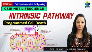 INTRINSIC PATHWAY OF APOPTOSIS Part3  CSIR NET  GATE  MSc  BSc [upl. by Ahtelra]