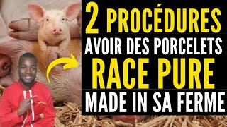 Comment avoir des PORCELETS de RACE PURE Made in sa ferme investir au pays en élevage de PORC [upl. by Calhoun]