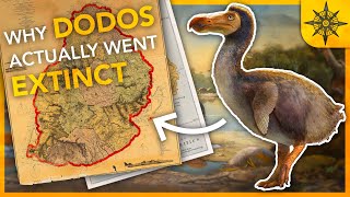 Why DODOS Actually Went EXTINCT  Island Biogeography 1 [upl. by Bikales91]