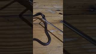 STILETTO SNAKE GOES FOR ME stilettosnake venomoussnakes snakes venomous [upl. by Haze]