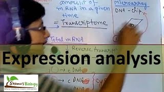 Gene expression analysis [upl. by Asin478]