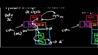 Biochemistry  Cytochrome c Ubiquinol Oxidoreductase Complex III [upl. by Jovi119]