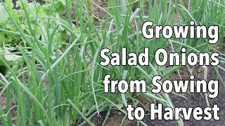 Growing Salad Onions from Sowing to Harvest [upl. by Zetniuq]