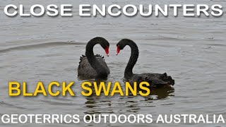 Close Encounters with Black Swans Cygnus atratus at Lake Ginninderra Canberra Australia 4KUHD [upl. by Selway960]