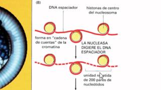 Ayudantía BioCel El núcleo celular 14 Genoma nuclear y cromatina [upl. by Odraleba]