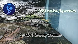 Cuvier törpekajmán  Cuviers Dwarf Caiman  Crickvenica Aquarium [upl. by Ruthe]