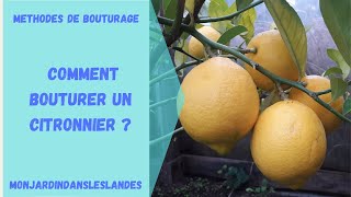 Comment bouturer un citronnier   Monjardindansleslandes [upl. by Nimajnab]